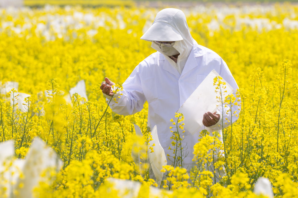 “油菜设计师”，让一粒粒种子开成油菜花海